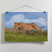 Art Prints of Lion cub on the prowl