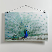 Art Prints of Peacock