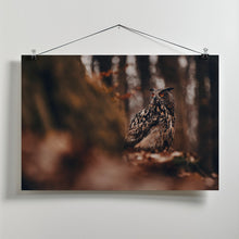 Art Prints of Eurasian eagle-owl (Bubo bubo)