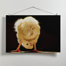 Art Prints of Funny chick