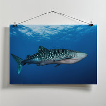 Art Prints of Whale shark