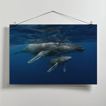 Art Prints of Humpback whales