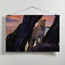 Art Prints of Leopard on the tree