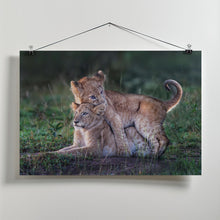 Art Prints of Playful lion cubs