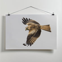 Canvas Art Print Milvus milvus.