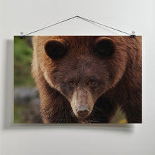 Canvas Art Print Cinnamon Bear