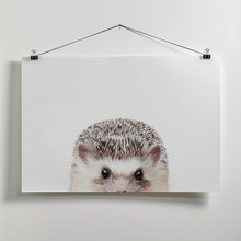 Canvas Art Print Peeking Hedgehog