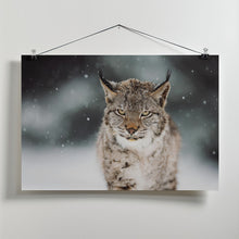 Canvas Art Print The Eurasian lynx (Lynx lynx)