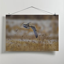 Canvas Art Print Short eared owl