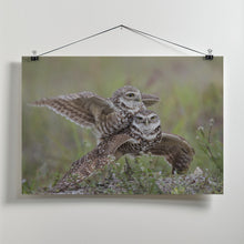 Canvas Art Print Burrowing Owl Love