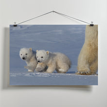 Canvas Art Print Two polar bear cubs