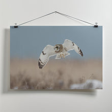 Canvas Art Print Short-eared Owl