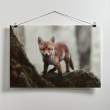 Canvas Art Print Little red fox