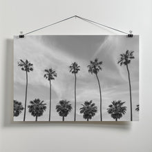 Art Prints of Palm Trees in La Jolla, California