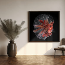 Art Prints of Betta Fish