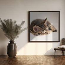 Art Prints of Kitten