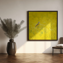 Art Prints of Yellow wagtail