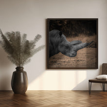 Art Prints of Rhinoceros