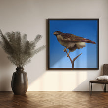 Canvas Art Print Hawk