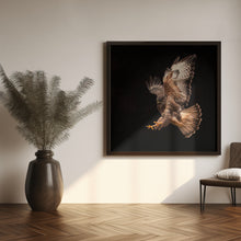 Canvas Art Print Buzzard going for a catch