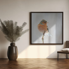 Canvas Art Print Common chaffinch in winter.