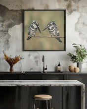 Canvas Art Print Pied kingfishers