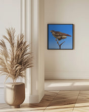 Canvas Art Print Hawk