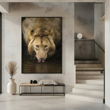 Art Prints of The Lion