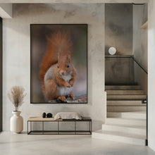 Art Prints of Squirrel