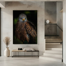 Art Prints of Watchful