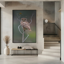 Art Prints of Owl