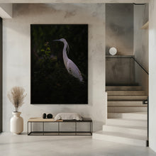 Art Prints of Little egret