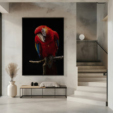 Art Prints of Portrait of Scarlet Macaw