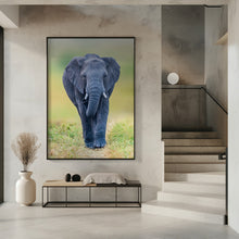 Art Prints of Elephant