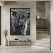 Art Prints of Highland cattle