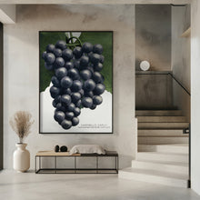 Art Prints of Campbell's Early Grape Lithograph