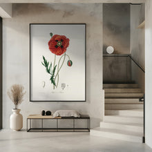 Art Prints of Common Poppy (papaver Rhoeas) Medical Botany