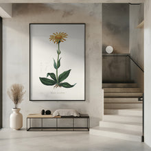 Art Prints of Mountain Arnica (arnica Montana) Medical Botany