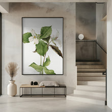 Art Prints of Large White Trillium