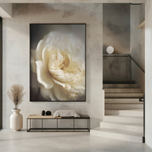 Art Prints of Peonyinsoftlight