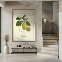 Art Prints of Lemon