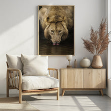 Art Prints of The Lion