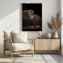 Art Prints of Two lions