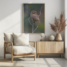 Art Prints of Owl