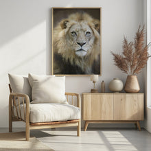 Art Prints of Portrait of a Young Male Lion