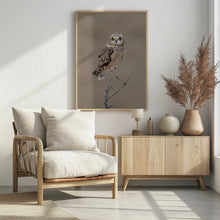 Art Prints of Short-eared Owl