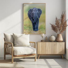 Art Prints of Elephant