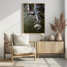 Art Prints of Osprey