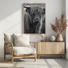 Art Prints of Highland cattle