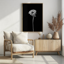 Art Prints of Anemone coronaria | dark design